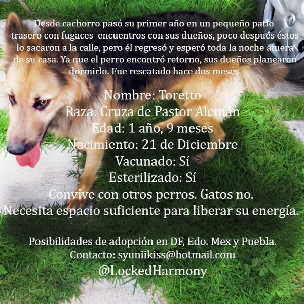 IronbellyChaser's tweet photo. @Col_Bellavista ¿Me ayudarías con un RT? Toretto busca familia responsable. Esterilizado &amp; Vacunado. Zona DF EdoMex http://t.co/otdNHpqHhH