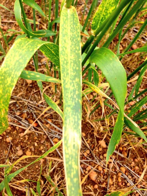 nickjoyceAGT's tweet image. Physiological yellowing on #Corack wheat in Corrigin. Same as 2011. Not major leaf disease. Healthy plant