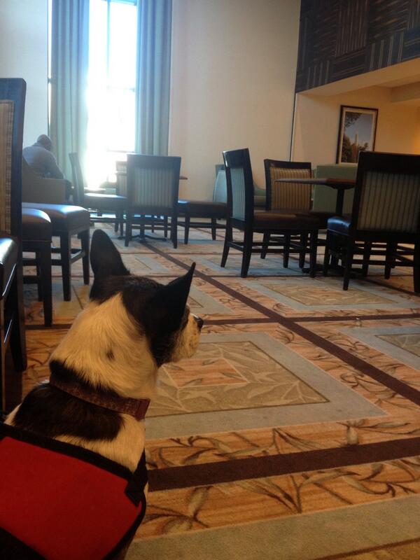 bella_doggo's tweet photo. Morning after the big Air Force gala at breakfast!  All that advocating for service dogs sure makes me want bacon! http://t.co/JVy4PgJujw