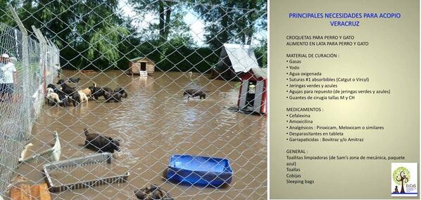 PROTECTORASBDCH's tweet photo. Ayuda a las victmas peludas en #Guerrero y #Veracruz se recibiran en parque españa y col. condesa de 12 a 4:30. http://t.co/1GyTO1Bgs5