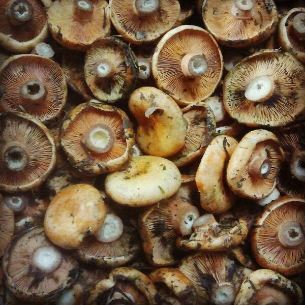 Can Balasch tweet media