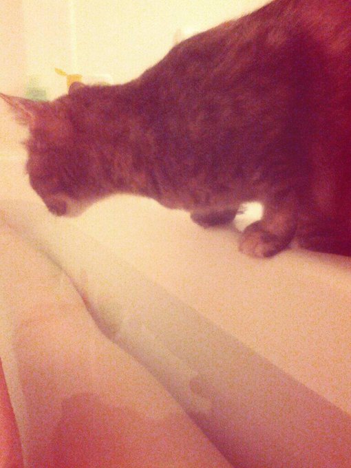 &amp; These kitties seem to be my only good friends these days. Animals have always been cooler than humans<a href="/tag/harrypotter"class="tags"><span>#harrypotter</span></a><a href="/tag/wizardingworld"class="tags"><span>#wizardingworld</span></a><a href="/tag/twitchgirls"class="tags"><span>#twitchgirls</span></a><a href="/tag/ho"class="tags"><span>#ho</span></a>