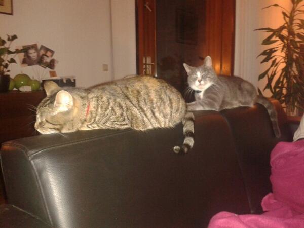 Pippedijn's tweet photo. Het lijkt net alsof de grote grijze meneer iets vies ruikt... #ssst ;-) http://t.co/2yWtB6H5uL