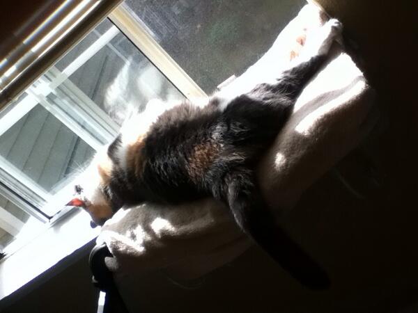 BooBabeAh's tweet photo. I told my cat, yet again, to get a job!! #ilovecats #lazykitty #roughlife http://t.co/AxdPFvJueF