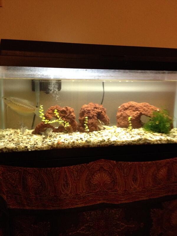 Mariboat's tweet photo. New rocks and plants for the tank! Those fish better be happy now and stop looking at me like their bored! http://t.co/Fp1BRenUxY