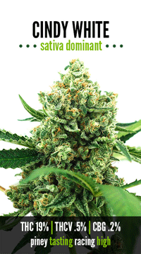 This beautiful strain is Cindy White, have you tried it yet? #420high #denver #mmj #highlife