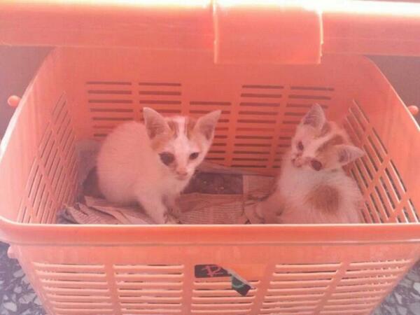 "<a href="/jopiroquai/">Jopie ジョピロクワイ Joeda</a>: <a href="/infokucing_/">Informasi kucing</a> <a href="/emak_eva/">Eva Pramesti</a> ada yg mo adopt? mata mrk sakit, ada obat,<a href="/kantor/">김대영의 혈액사랑</a> gak ada yg urus. Please help. "