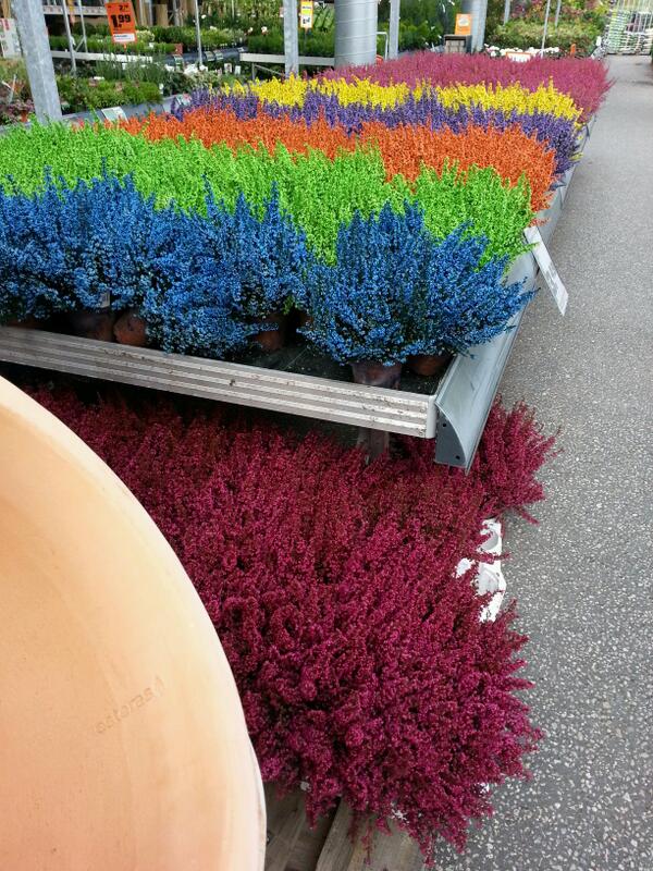 pYstep's tweet image. obageile bluamen oda =D willhaben xD