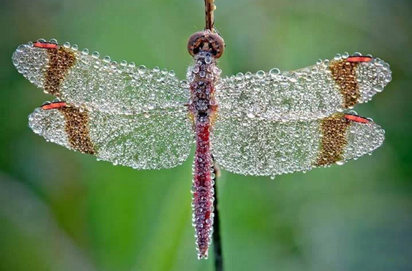 AmazingEarthPic's tweet photo. Morning dew in a sleeping dragonfly. #Amazing http://t.co/15zmw98TWp