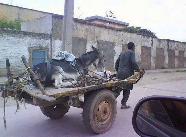 AmazingEarthPic's tweet photo. Now that's one lazy ass! #bwahahaha #punintended http://t.co/iBMxDLxxqC