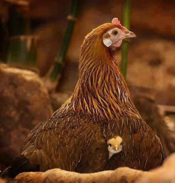 AmazingEarthPic's tweet photo. Nothing like a mother's love...doesn't matter what species. RT if yr mom's freakin awesome! http://t.co/L7WXldo0u0