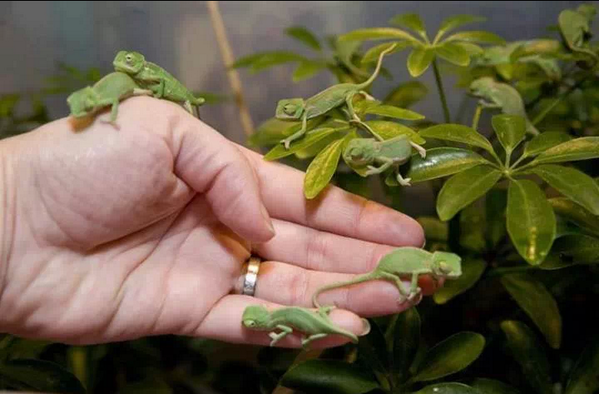 AmazingEarthPic's tweet photo. If they ever crawled all on me like that, I'd kill them with fire! But this pic of baby chameleons is pretty cute! http://t.co/pAlBwijVja
