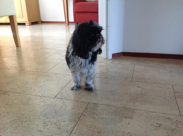 jthswienink's tweet image. Fong is blij want @luuk_w en bram zijn er weer