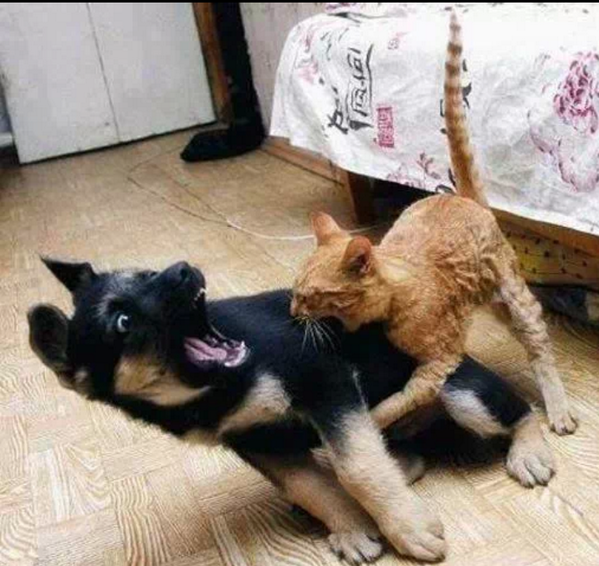 AmazingEarthPic's tweet photo. #PussyWhipped bwahahaha! #GoodmorningFolks http://t.co/wYSS07Zj39