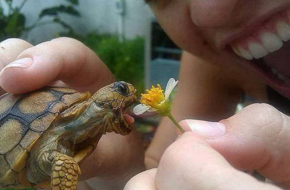 AmazingEarthPic's tweet photo. Haha! #nomnomnom #turtlediet http://t.co/e6G9PFE6LY