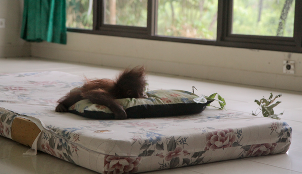 BorneoOSUK's tweet photo. #TGIF http://t.co/FdTcyutXZd http://t.co/FBg0evTne6