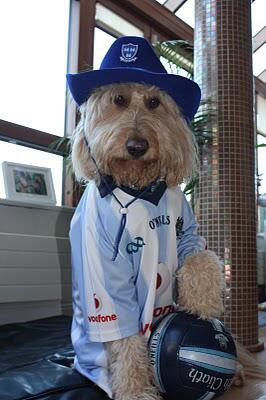 dog gaa jerseys