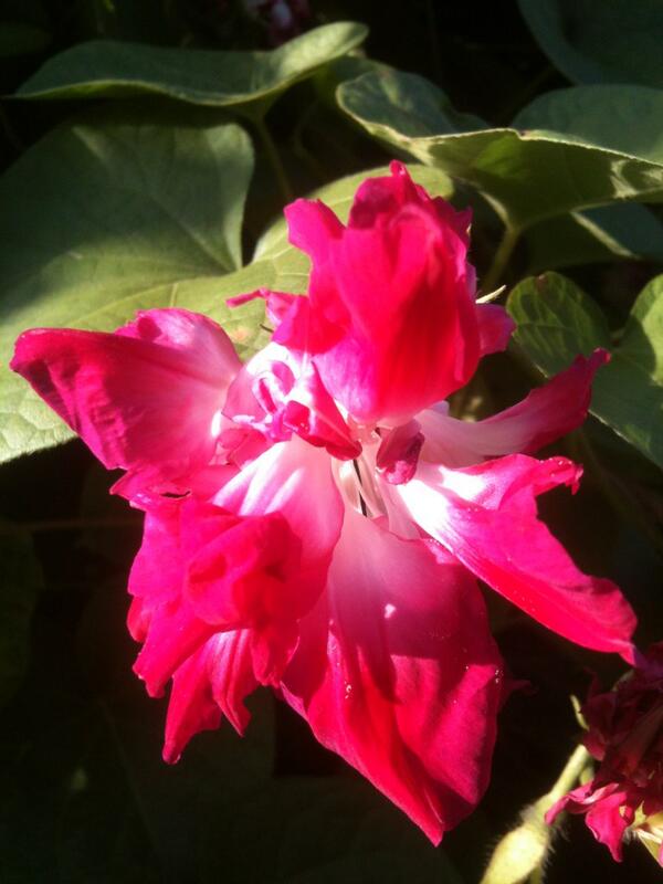 Ipomoea .... 'Split personality'