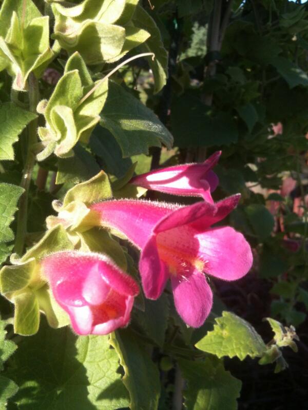 Lophospermum Erubesens rose