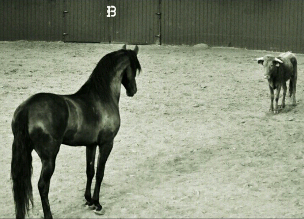 opus72_'s tweet photo. QUÉ MARAVILLA DE FOTO... http://t.co/VHtSV0lgw4
