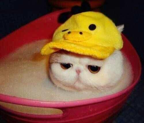 Stinky_Petes's tweet photo. Splish-splash I'm takin a bath. Ready to get in that pool. @UNLanchorsplash #ghettoblasters http://t.co/hJNnwDd0nh