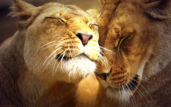 _LEO_TRUTHS_'s tweet photo. #LeoLove http://t.co/4RX6dMnjGH