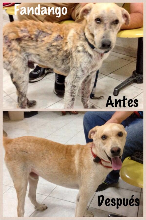 MASCOTASDECALLE's tweet photo. Mira el antes y después de Fandango ya sano solo hace faltas tu... Adoptas?? #Caracas http://t.co/e2JGB8UyOh