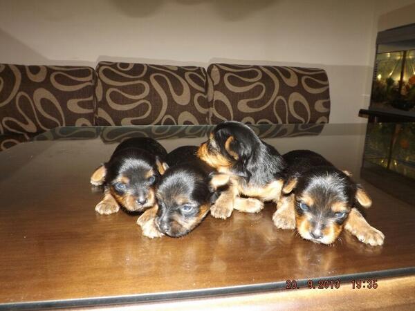 Jessica19192's tweet photo. Vendo YORSAYS :)) RT y ablamos por privadoo http://t.co/B7Fwlmt1b6
