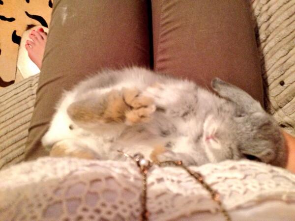Melody Bailey On Twitter Nothing Like Holding A Bunny Like A Baby To Cheer You Up In The Morning Http T Co 571ulclqrz
