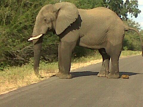 wimnaude's tweet photo. I have the SHITTING because of RHINO POACHING ! Kill a POACHER and SAVE us ! http://t.co/JUXM6RELMz