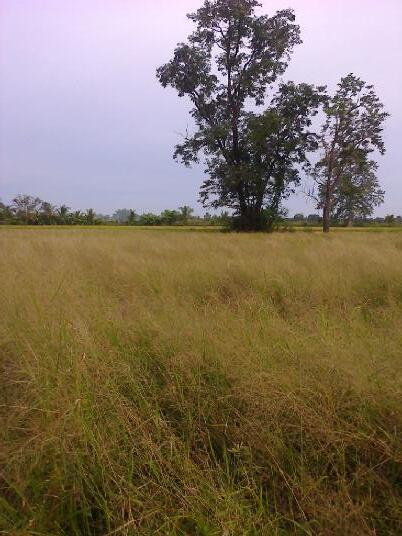 น้ำตาดิน tweet media