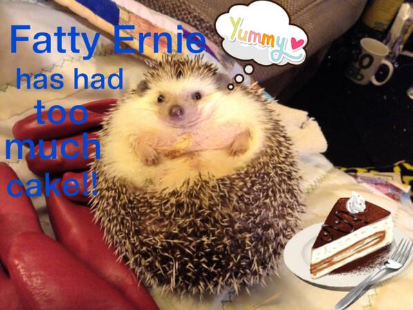 shellandgav's tweet photo. Ernie needs to exercise more http://t.co/wtgO9zJNtT