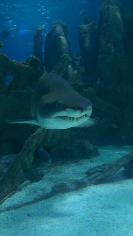 Cok iyi yakalanmis bi resim yetenek iste <a href="/BurakkkDogan/">Burak Doğan</a> =)