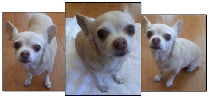 Looks like we have a new pup... Meet Sasha! http://t.co/z03gsv9syc<a href="/tag/byocupday"class="tags"><span>#byocupday</span></a>