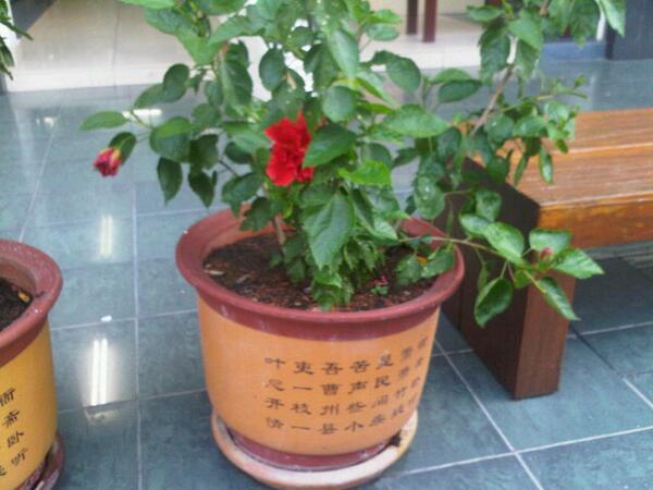 akushaq's tweet photo. Thumbs up! Red hibiscus tree @ self-svc laundry in SS15 Sbg Jaya. Very rare 2 c one at a public area these days. http://t.co/dHo1cKuWeU