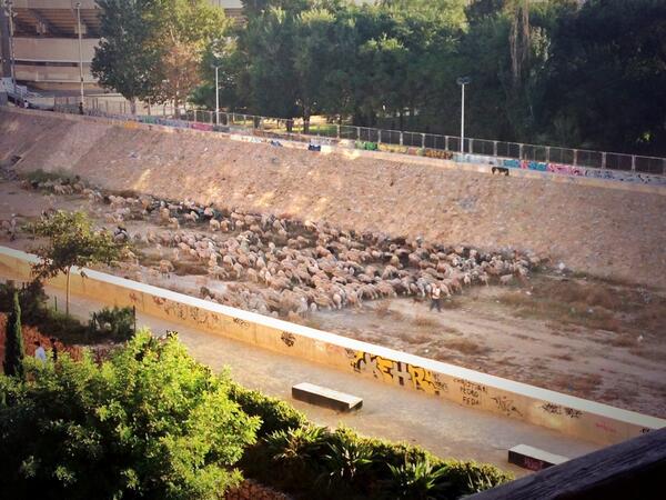 javimarinros's tweet image. Asi limpian la rambla de Cartagena después de una intensa noche de botelleo #ecologia