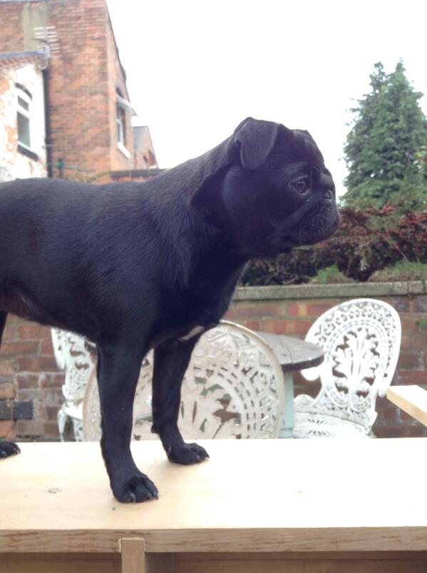 Barclay Izzard tweet media