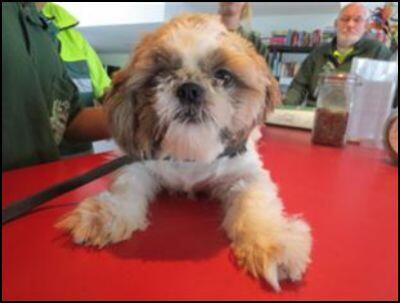 De_HerenigingNH's tweet photo. GEVONDEN: HOND Shih Tzu
#AMSTERDAM_Oud_Zuid #NH Kromme Mijdrechtstraat  #DHgev 15/9/13 https://t.co/mVO4lAgUDu http://t.co/qxtOpKhu05
