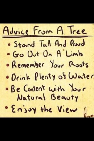 AshleyMarieDes's tweet image. The trees are wise #listentothetrees