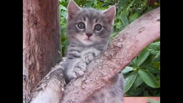 @WildSilverKit Hi:3
