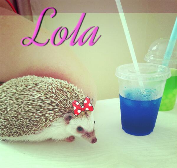 shellandgav's tweet photo. Lola http://t.co/IkYg1Jk5d9