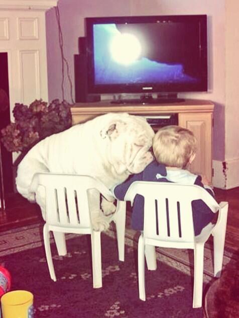 Mikey_Kay's tweet photo. This is why I love bulldogs http://t.co/8OcgZoHLLL