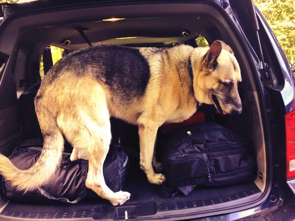 RobSiedlecki's tweet photo. Haha. Rex wants to leave with me. #ifonly http://t.co/ITUzxvQsob