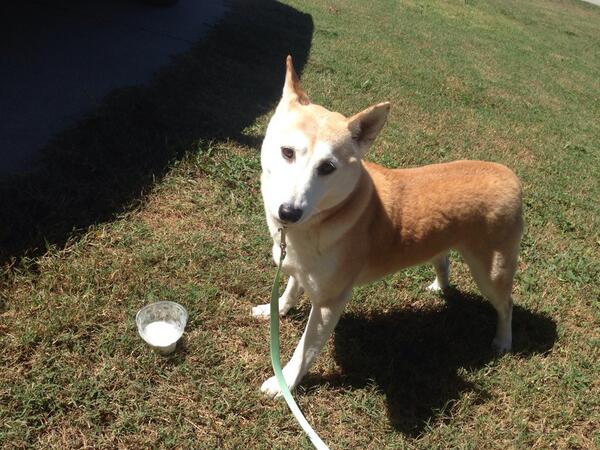 Dairy Queen just made my dog's day
