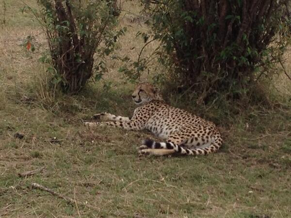 MarcColl77's tweet photo. Cheetahs in masai mara! http://t.co/d8bF8reEQK