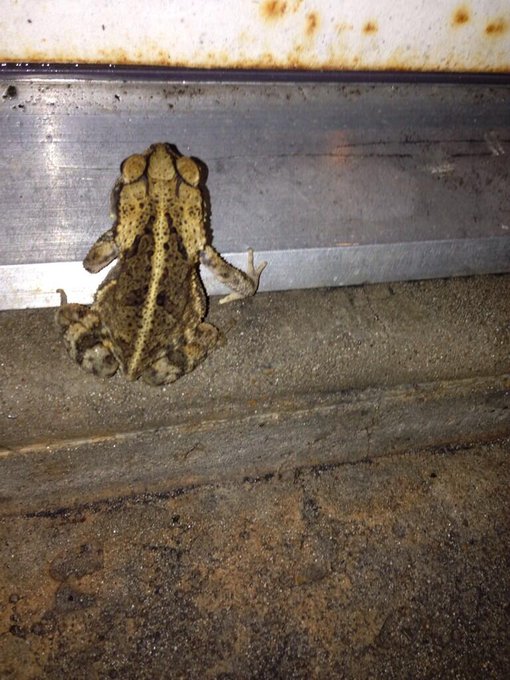 I found this lil frog all alone in my backyard trying to get in my house ... I was really gonna rescue<a href="/tag/diseases"class="tags"><span>#diseases</span></a>