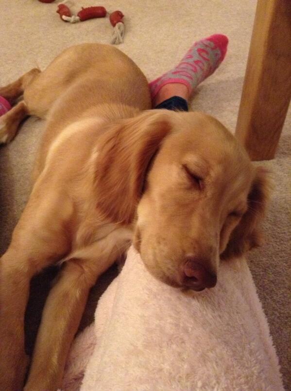 EMagson's tweet photo. One very tired Lily... http://t.co/aCtLIhgE1e
