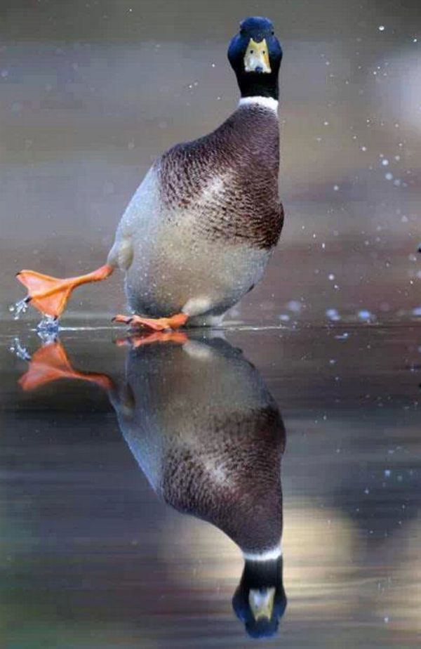 AmazingEarthPic's tweet photo. Haha...#swerve! http://t.co/wWHGkJzgfF