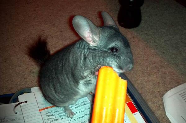 shfluff's tweet image. Mom's mango popsicles are the best! I'm going to eat the whole thing!