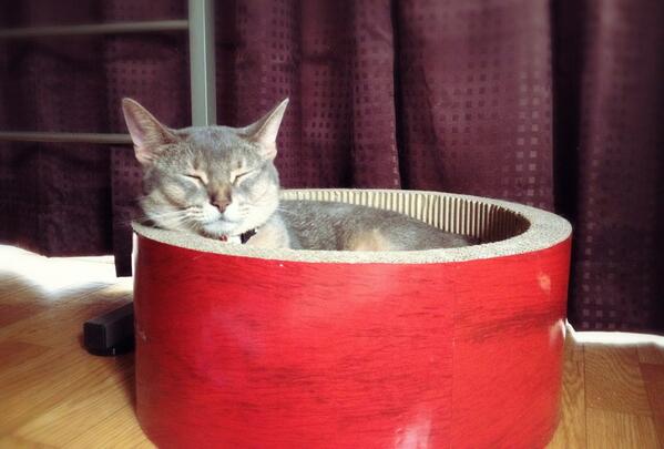 ねむねむＯｏ。_(-ω-_　)_ #cat #猫部